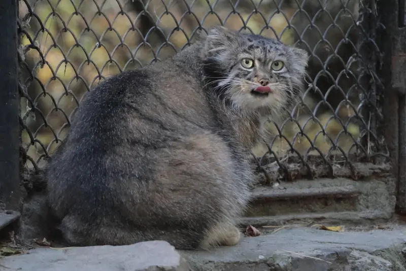 ノヴォシビルスク動物園のアデルの写真