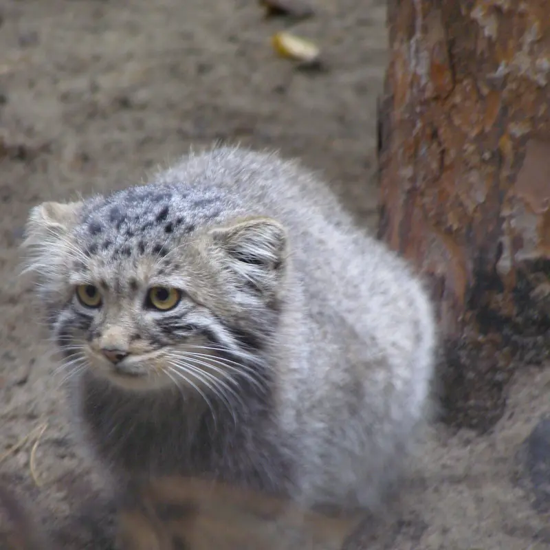 ノヴォシビルスク動物園のマヌルネコの写真