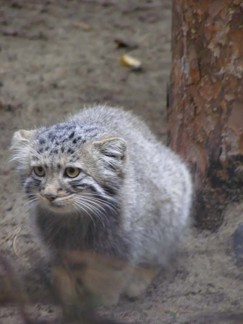 ノヴォシビルスク動物園のマヌルネコの写真