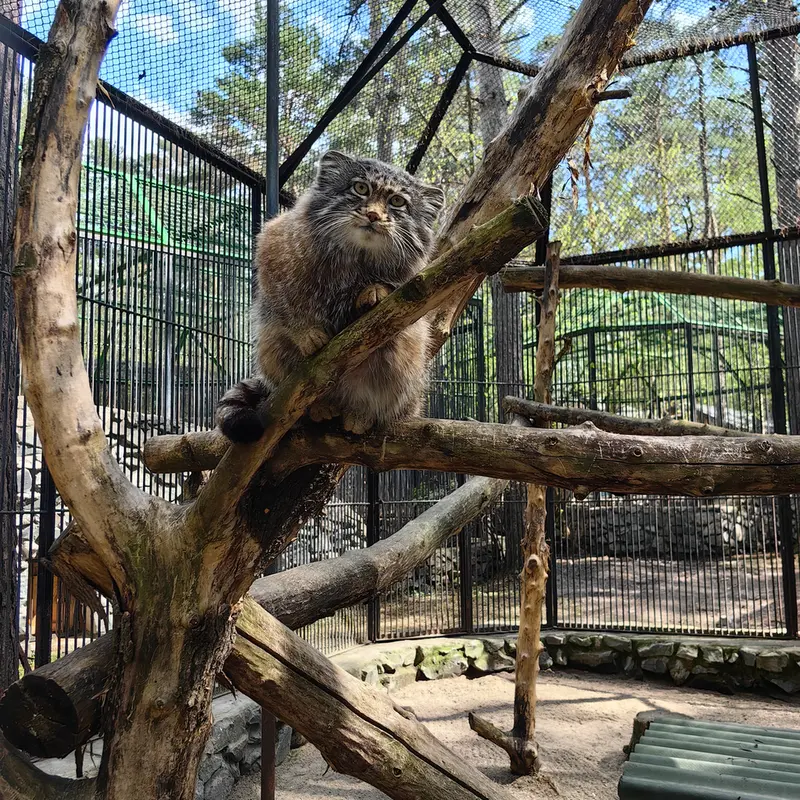 ノヴォシビルスク動物園のグレイの写真