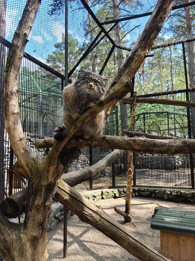 ノヴォシビルスク動物園のグレイの写真