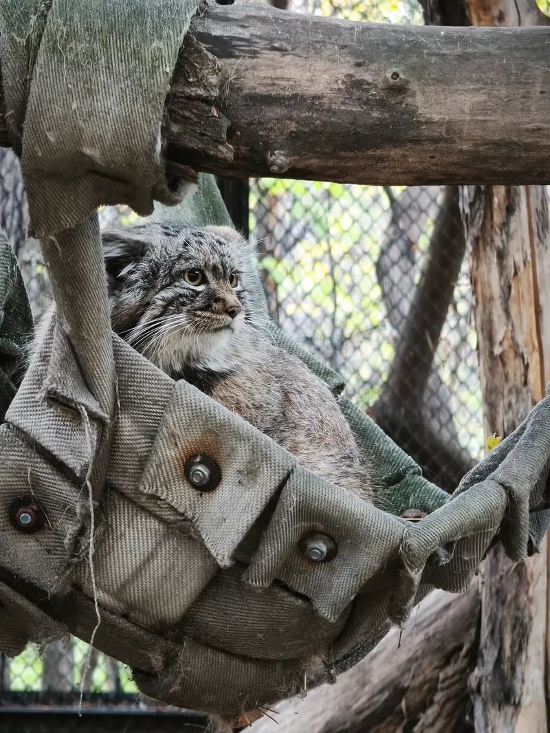 ノヴォシビルスク動物園のマヌルネコの写真