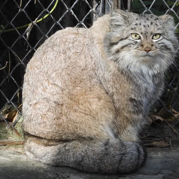 ノヴォシビルスク動物園のスネジャナの写真