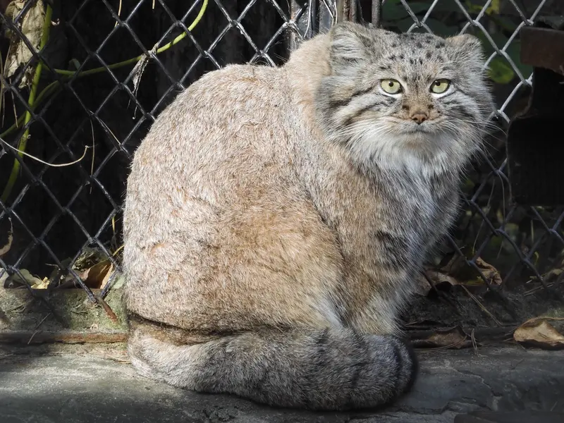 ノヴォシビルスク動物園のスネジャナの写真