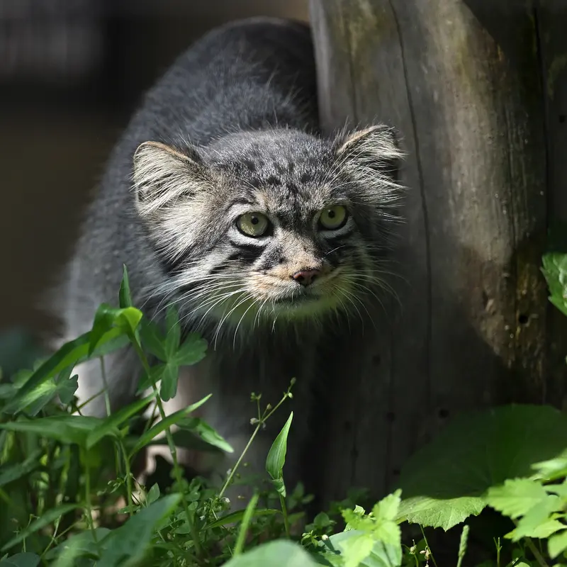旭山動物園のヒデの写真