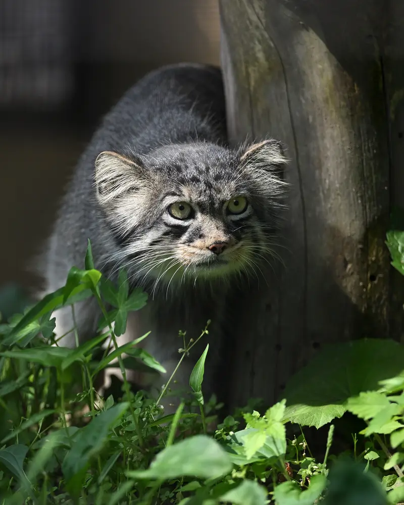 旭山動物園のヒデの写真