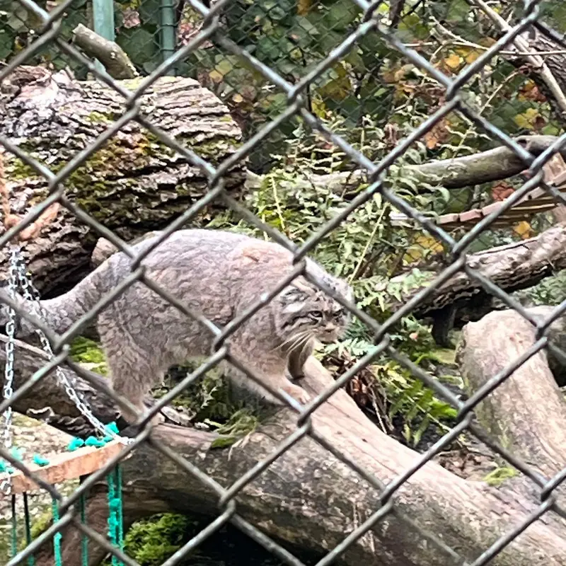 マヌルネコの写真