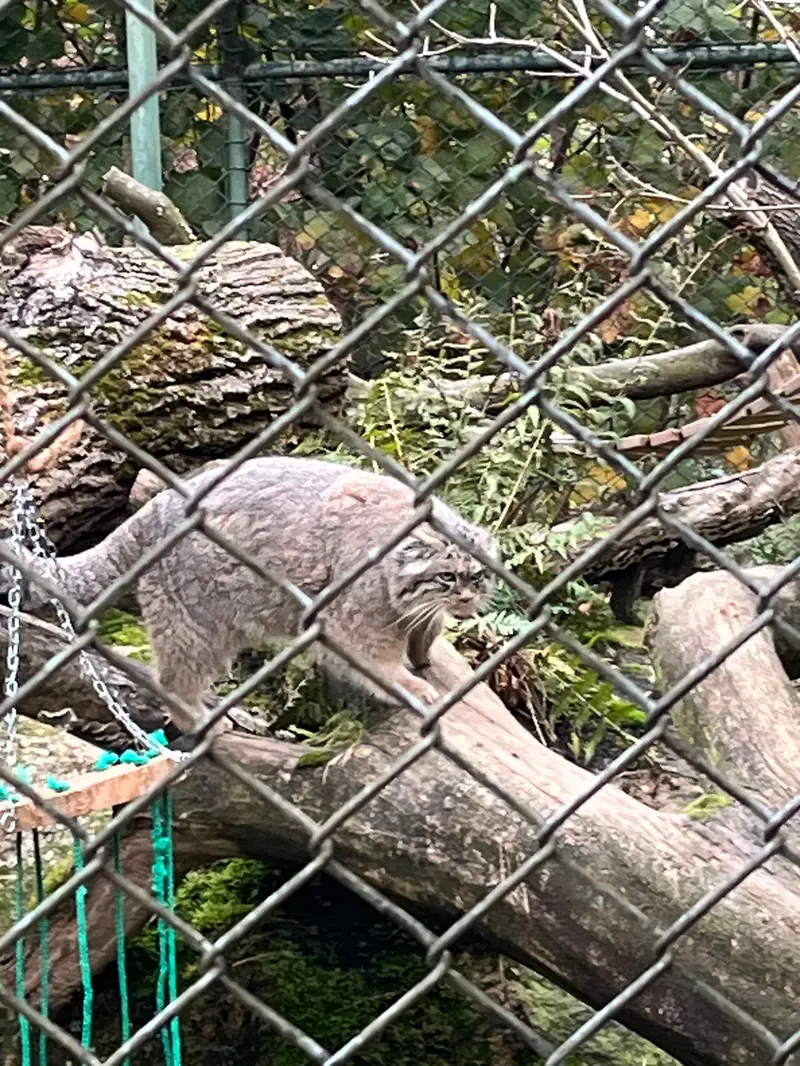 マヌルネコの写真