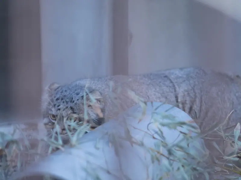 野毛山動物園のフィーガの写真