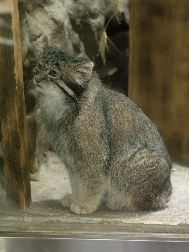 恩賜上野動物園のクリョンの写真