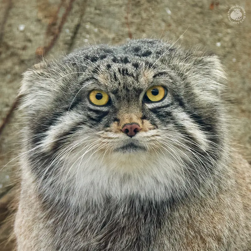 Kobe Oji Zooのマヌルネコのイーリス