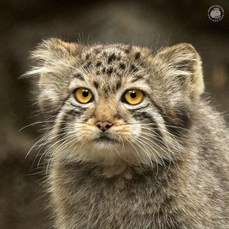 ノヴォシビルスク動物園のマヌルネコのネザブドカ
