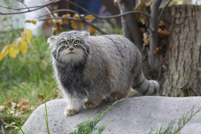 モスクワ動物園のティモフェイの写真
