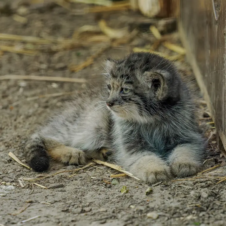 ブルノ動物園のマヌルネコの写真