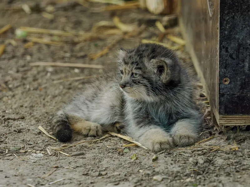 ブルノ動物園のマヌルネコの写真