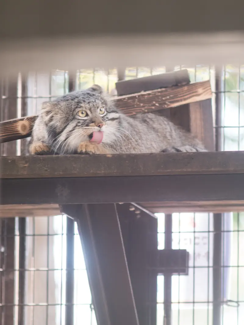 野毛山動物園のフィーガの写真