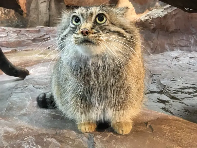那須どうぶつ王国のポリーの写真