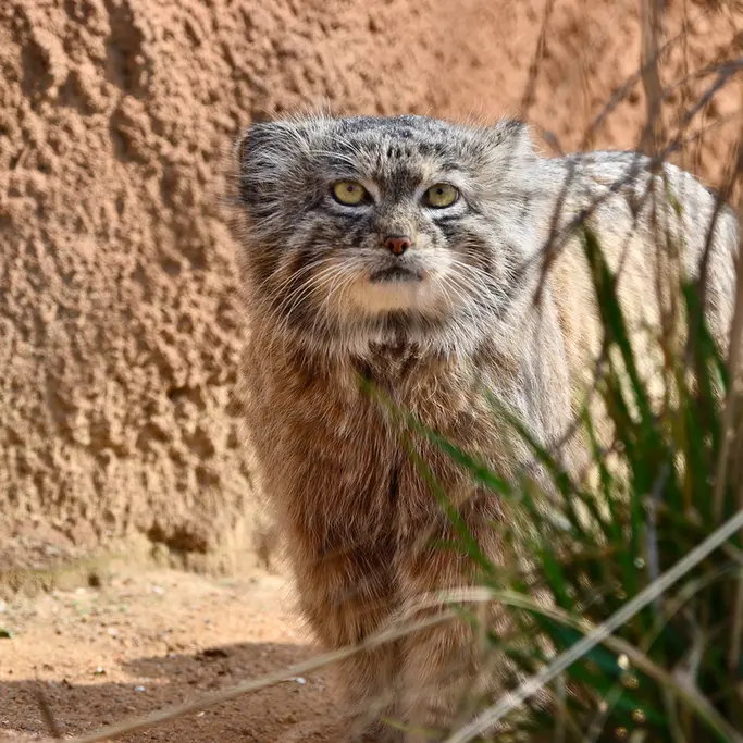プラハ動物園のスパイの写真