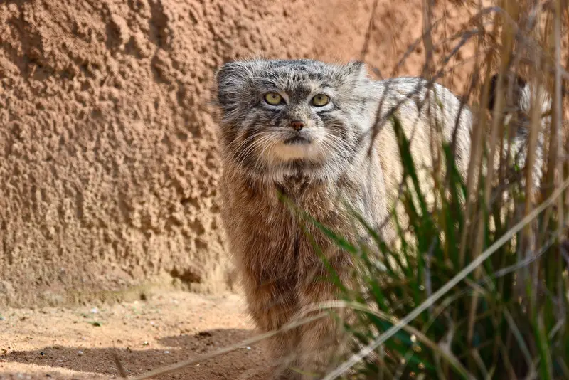 プラハ動物園のスパイの写真