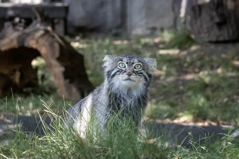 モスクワ動物園のティモフェイの写真