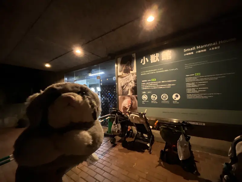 恩賜上野動物園のマヌルネコの写真