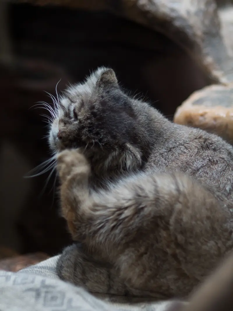 恩賜上野動物園のプリームラの写真