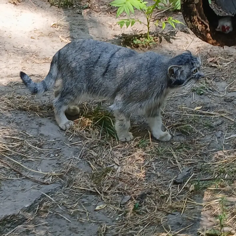ブダペスト動物園・植物園のルーシーの写真