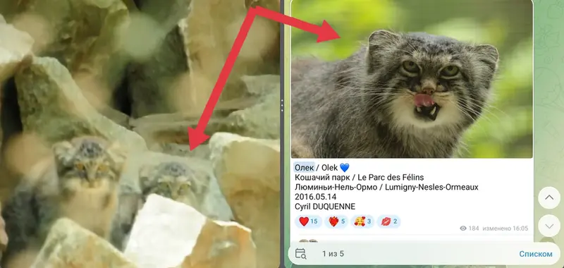 マヌルネコの写真