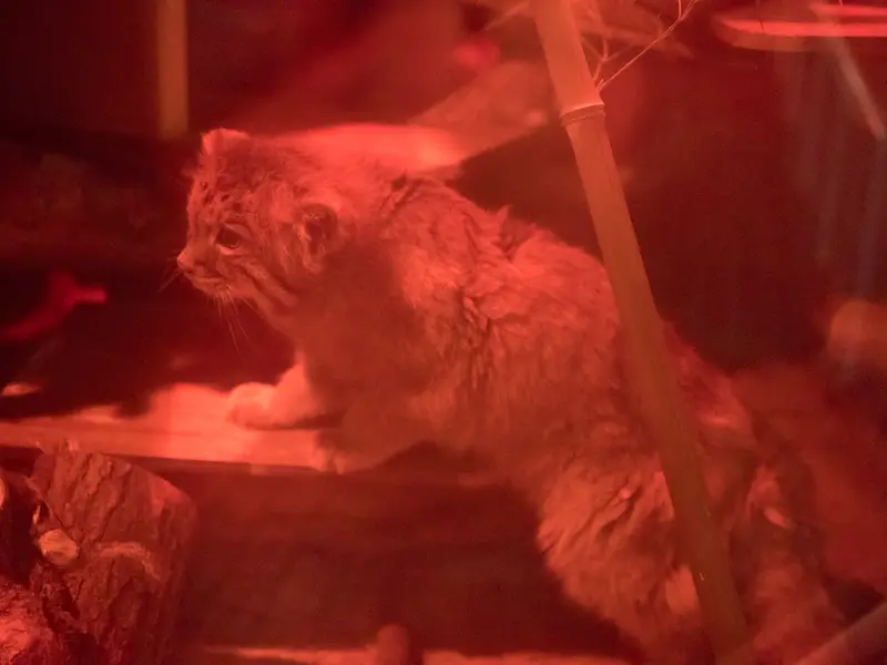 恩賜上野動物園のナイマの写真