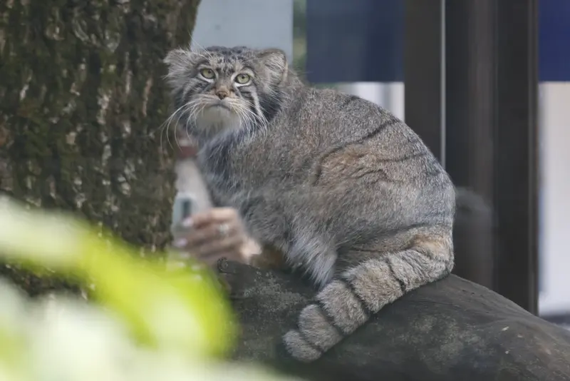 モスクワ動物園のティモフェイの写真