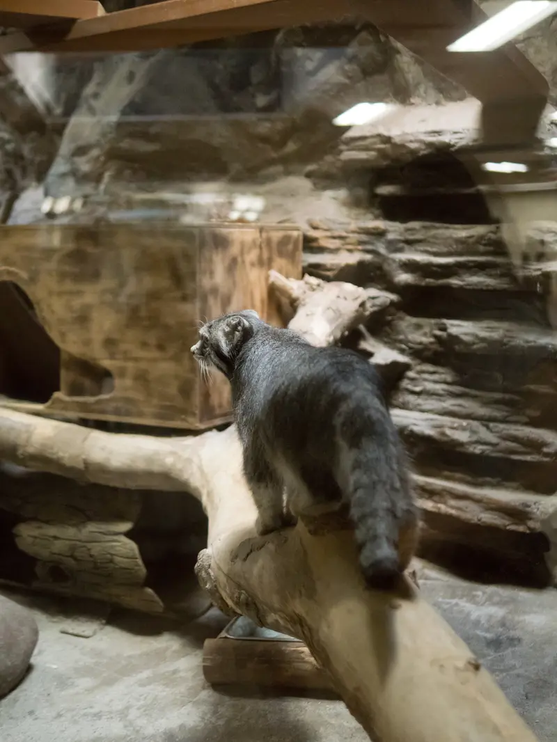 恩賜上野動物園のクリョンの写真