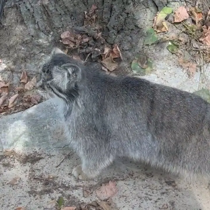 ポズナン新動物園のボジェンカの写真