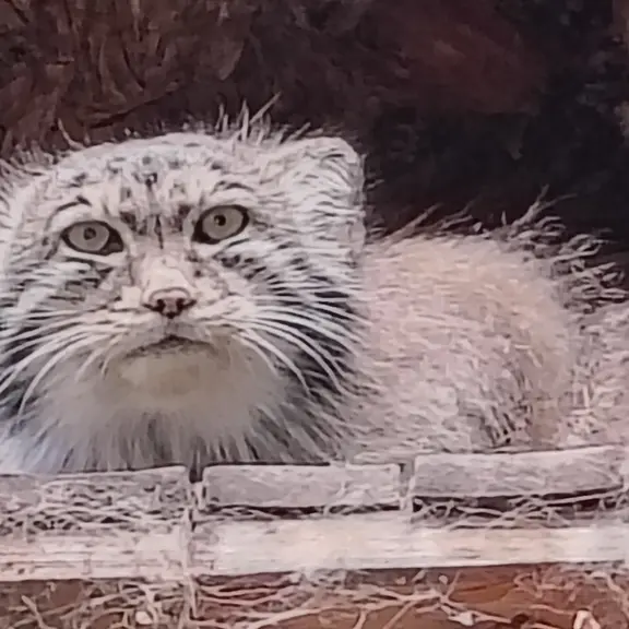 ブダペスト動物園・植物園のボフスの写真