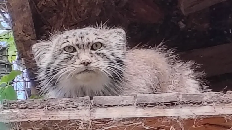 ブダペスト動物園・植物園のボフスの写真