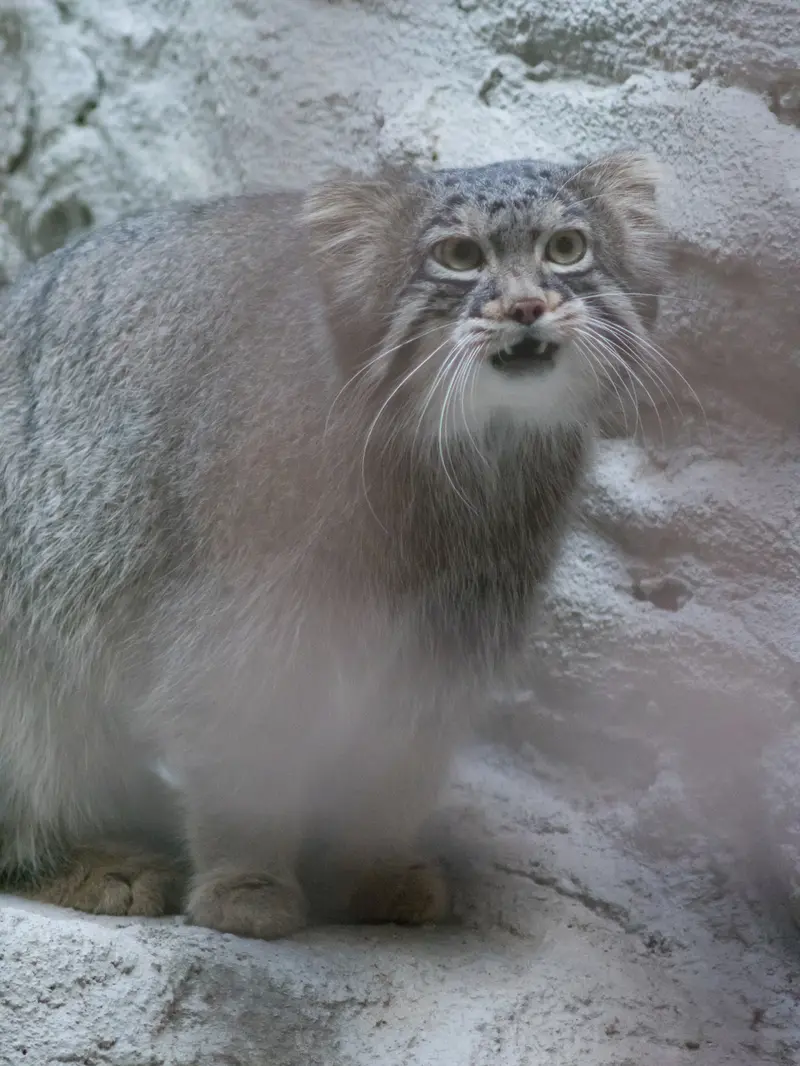 野毛山動物園のフィーガの写真