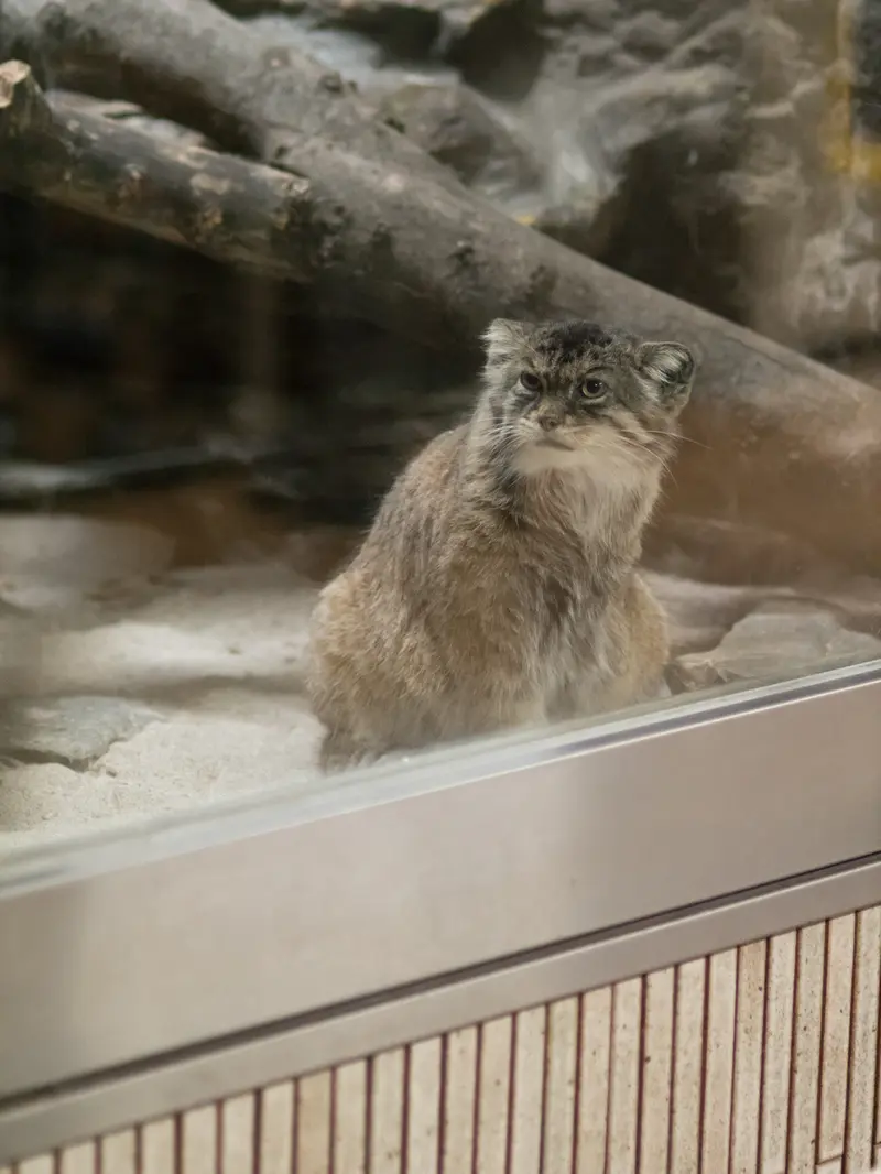恩賜上野動物園のプリームラの写真