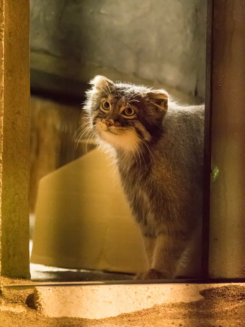 野毛山動物園のフィーガの写真