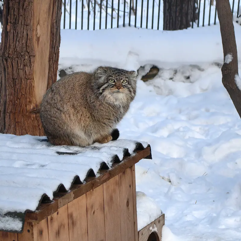 ノヴォシビルスク動物園のゾーシャの写真