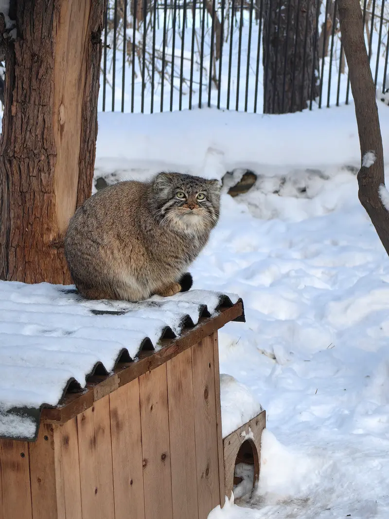 ノヴォシビルスク動物園のゾーシャの写真