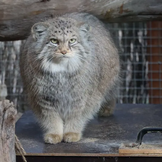 タリン動物園のアルタニの写真