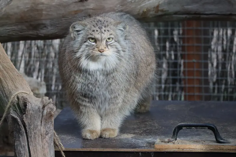 タリン動物園のアルタニの写真