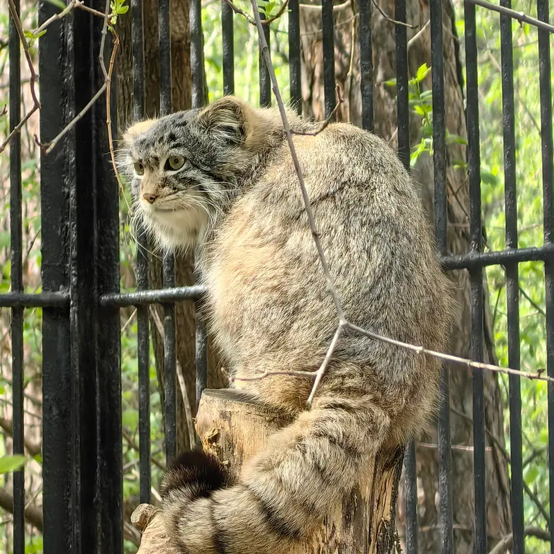 ノヴォシビルスク動物園のスキフの写真