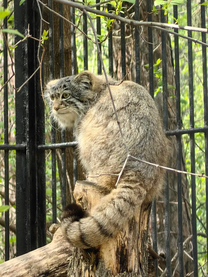 ノヴォシビルスク動物園のスキフの写真