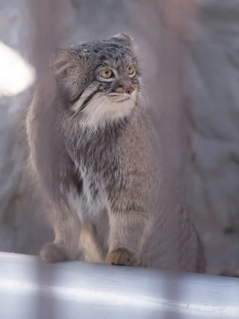 野毛山動物園のフィーガの写真