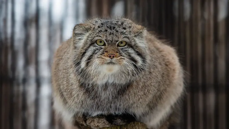ノヴォシビルスク動物園のマヌルネコの写真