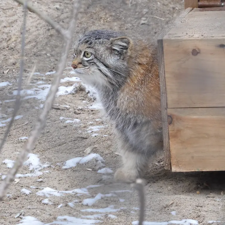 ノヴォシビルスク動物園のスネジャナの写真