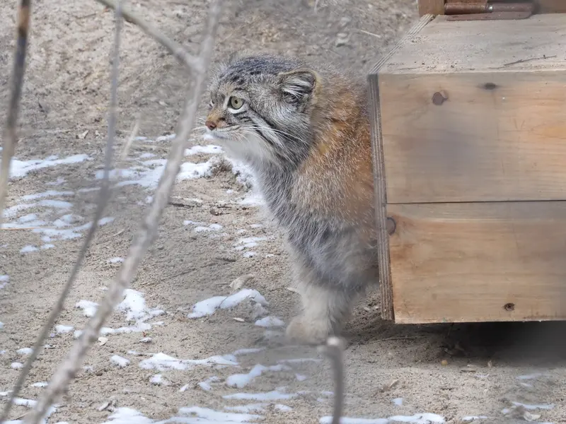ノヴォシビルスク動物園のスネジャナの写真