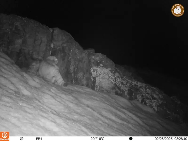 アクタス＝クンコラ［新］カメラトラップで撮影したOtocolobus manul manulの写真
