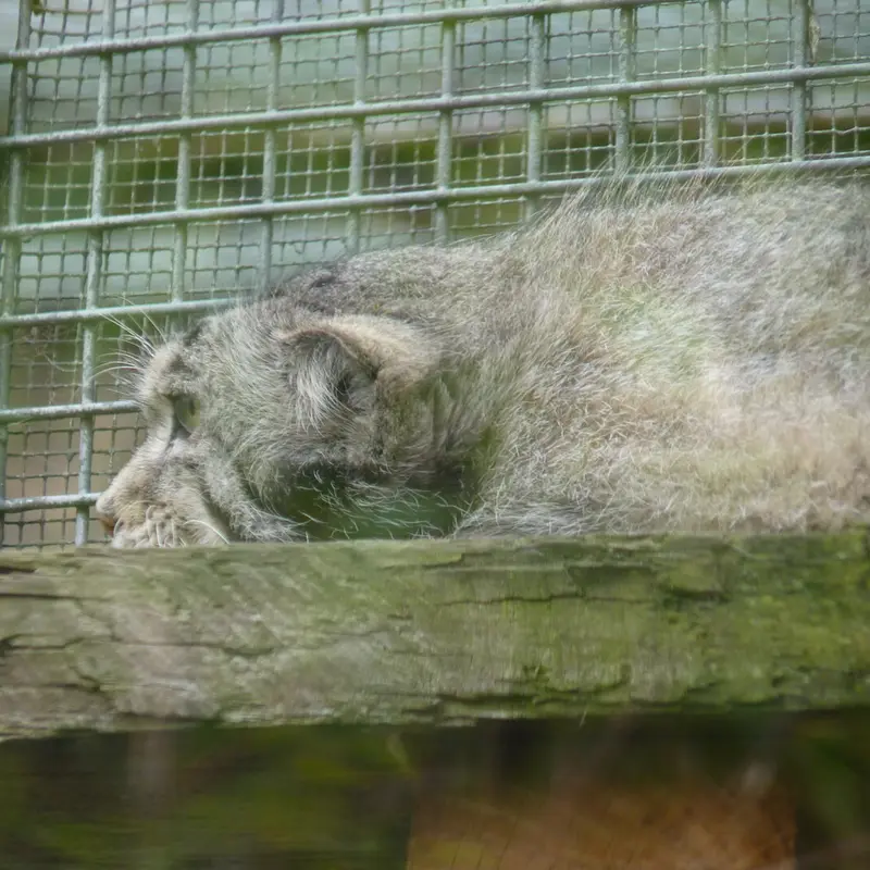 エディンバラ動物園のアキコの写真