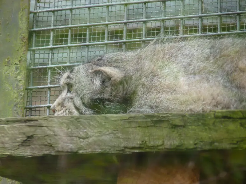 エディンバラ動物園のアキコの写真